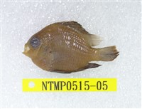 藏品(厚唇雀鯛)的圖片